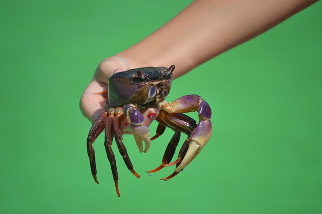 crab-1177187_640