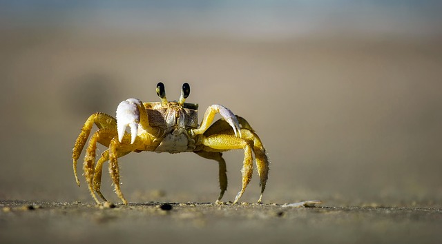 crab-1990198_640