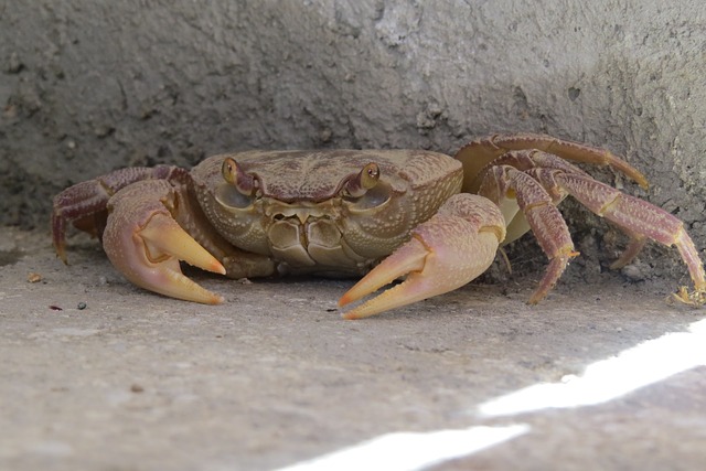crab-828685_640