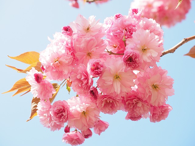 cherry-blossom-1260641_640