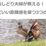 two-ducks-707215_640 (1)